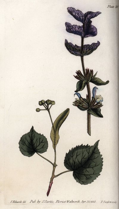 Yeşil adaçayı (veya hormin adaçayı) ve ıhlamur ağaçlarından çiçek yaprakları ve menekşe buketi. Renkli bakır gravür, Sydenham Edwards (1768-1819) tarafından Botanik Konferansları için illüstrasyon, Lambeth Botanik Bahçesi (İngiltere) by Sydenham Teast Edwards