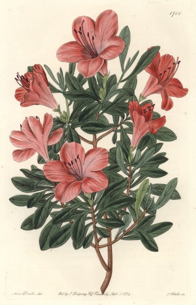 Çiçekçiler Ormangülü veya açelya - S. Watts güçlü su, Botanik Kayıtlarından Sarah Anne Drake