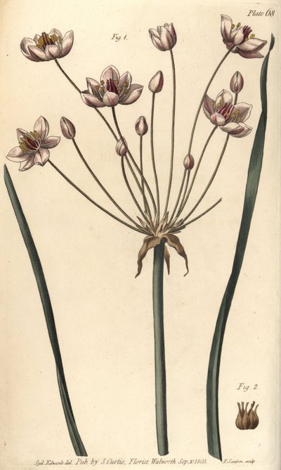 Çiçeklenme acelesi, Butomus umbellatus, Hexagynia, hermafrodit çiçek 1 ve pistilla 2. Botanik Bahçesi