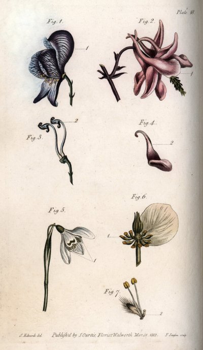 Aconite, ancholia, galanthus, hellebore ve ağlayan söğüt çiçekleri, pistil ve etamin detayları ile). Aconite Aconitum (1,3), columbine Aquilegia (2,4), kardelen Galanthus (5), hellebore Helleborus (6) ve söğüt Salix (7) nektarium. handcol by Sydenham Teast Edwards
