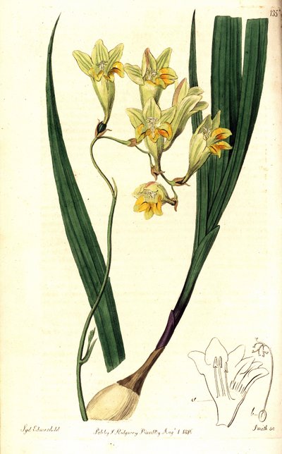Frezya refrakta (Refleks tritonia, Tritonia refrakta). The Botanical Register, Ridgway, Londra