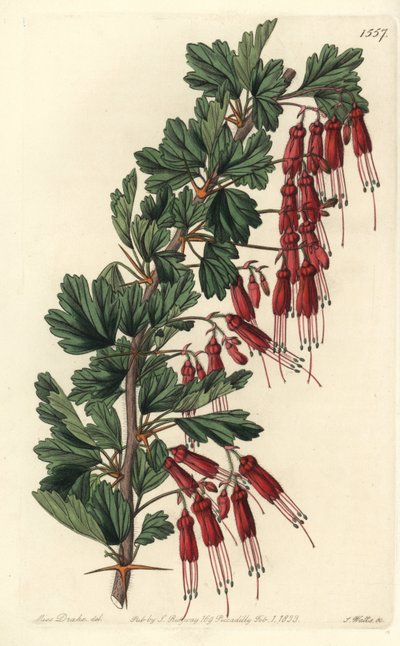 Fuşya çiçeği veya Kaliforniya fuşyası - Fuşya çiçekli bektaşi üzümü veya sivri bektaşi üzümü, Ribes speciosum. Sydenham Edwards