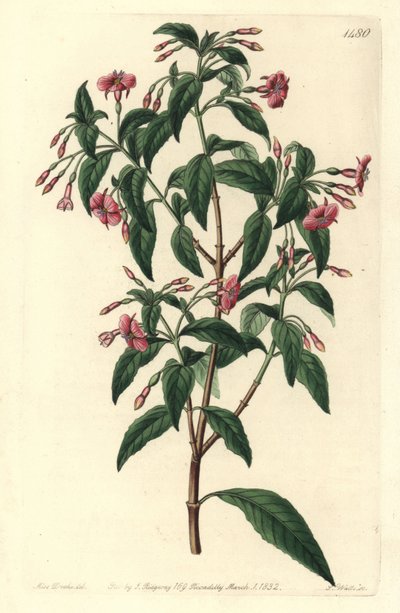 Fuşya çeşidi - Çubuk dallı fuşya, Fuşya bacillaris. Fuşya microphylla subsp. microphylla ve Fuchsia thymifolia subsp. timifoli. Syd