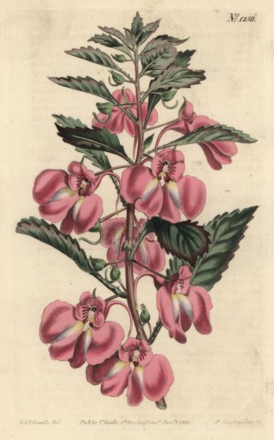 Bahçe Balzamı - Bahçe balzamı, Impatiens balsamina (Glandüler yapraklı balzam, Impatiens coccinea). William Curtis