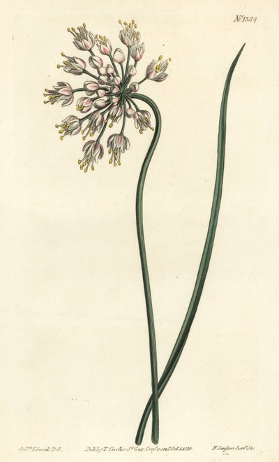 Eğik sarımsak - Başını sallayan soğan, bayan pırasa veya eğik halkalı sarımsak, Allium cernuum. William Curtis