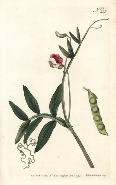 Gesse climene - İspanyol fiğ, Lathyrus clymenum (Eklemli-podded lathyrus, Lathyrus articulatus). William Curtis