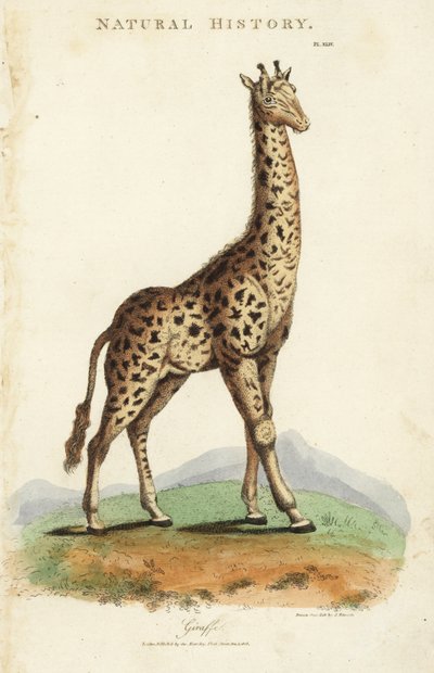 Zürafa, Zürafa camelopardalis. John Mason Good