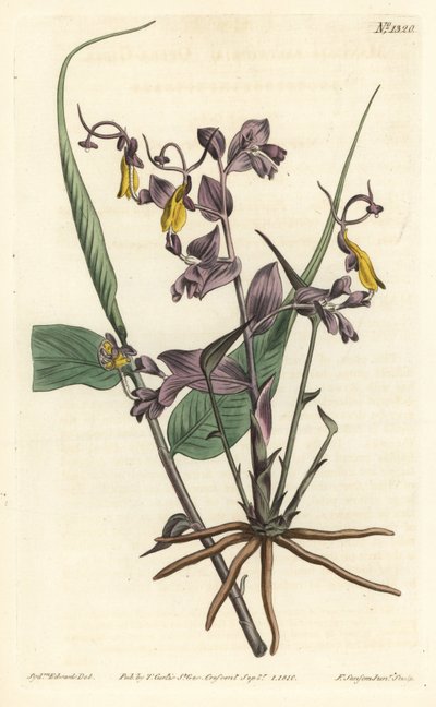 Globba radikalis (Opera kızları, Mantisia saltatoria). William Curtis