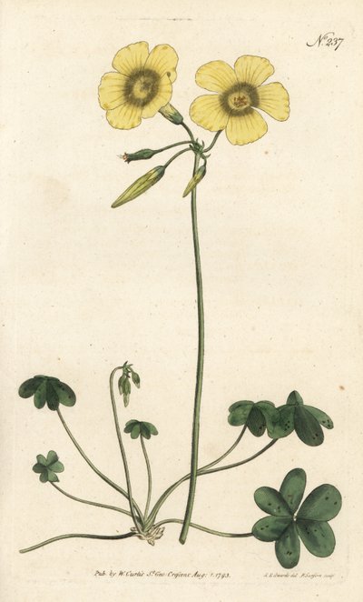 Keçi ayağı - Keçi ayağı odun kuzukulağı, Oxalis caprina. Sydenham Edwards rom William Curtis
