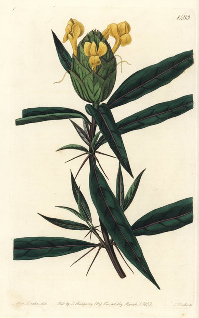 Grassgrass tac tac - Hop çiçekli barleria, Barleria lupulina. Sydenham Edwards