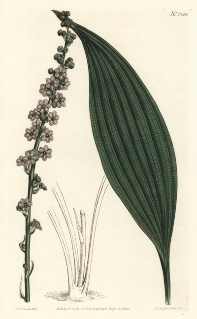 Yeşil çiçekli teta, Peliosanthes teta. William Curtis
