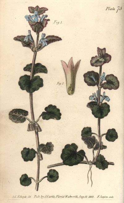 Öğütülmüş sarmaşık, Glechoma hederacea, Gymnospermia. William Curtis