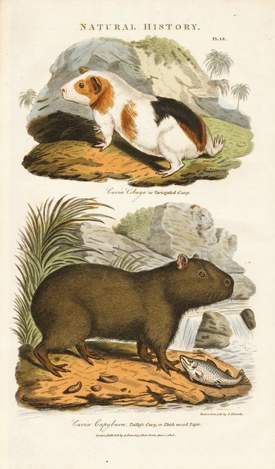 Gine Domuzu ve Kapibara by Sydenham Teast Edwards