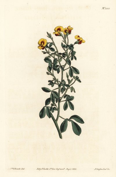 Tüylü güzellik, Goodia lotifolia var. pubescens (Goodia pubescens). William Curtis