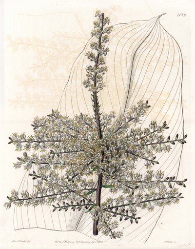 Hawaii spinard veya Hindistan kamış - S.Watts tarafından oyulmuş plaka, Sarah Anne Drake (1803-1857), Sydenham Edwards Botanik Kaydı