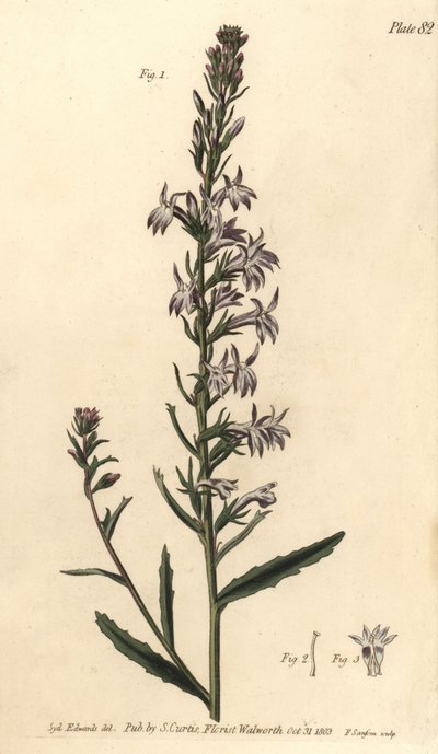 Heath lobelia, Lobelia urens, Polygamia monogamia. Sydenham Edwards