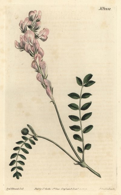 Hedysarum spinosissimum subsp. capitatum (asa çiçekli hedysarum, Hedysarum capitatum). William Curtis