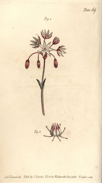 Yedi pistilla, Heptagynia, Septas capensis ile hermafrodit çiçek. Lambeth