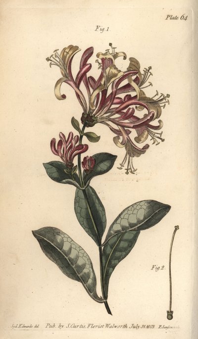 Hanımeli, Lonicera caprifolium, Monogynia. Sydenham Edwards
