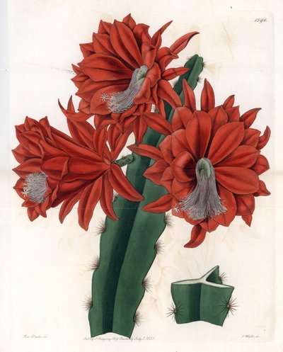Hybrid Disocactus (kaktüs orkidesi) - S.Watts tarafından oyulmuş plaka, Sarah Anne Drake (1803-1857), Sydenham Edwards Botanik Sicilinden (1768-1819), İngiltere by Sydenham Teast Edwards