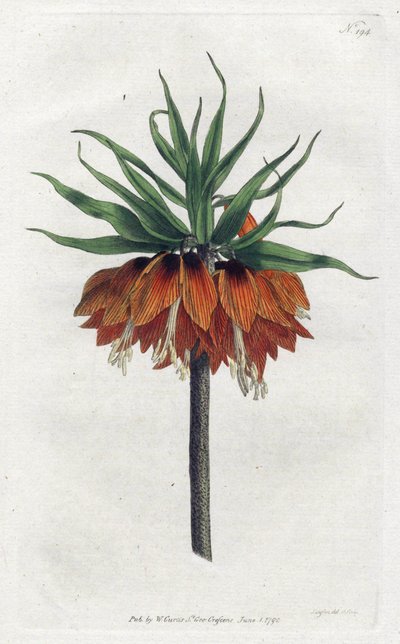 Imperial Fritillary veya Imperial Crown - Sydenham Edwards (1768-1819) tarafından Litografi, William Curtis