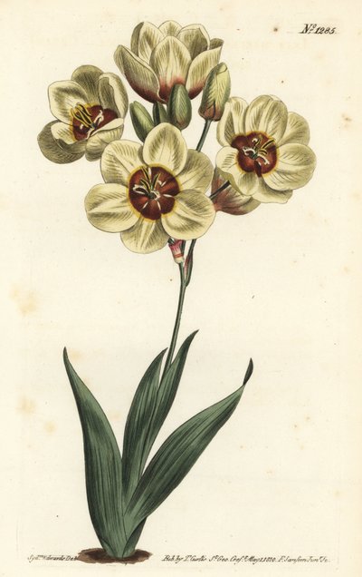 Ixia abbreviata (Krem renkli benekli ixia, Ixia maculata v. ochroleuca). William Curtis