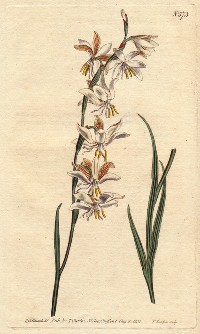 Ixia