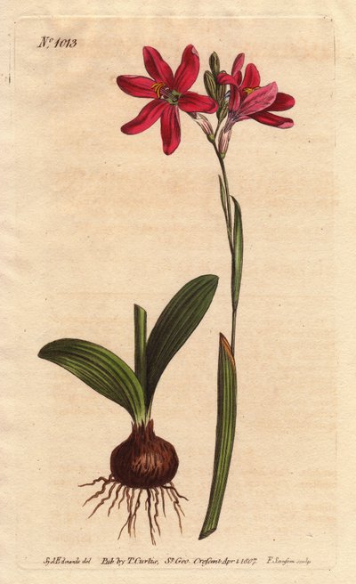 Ixia pembe. Güney Afrika zambak ailesinden, ampul ve yapraklarla tarif edilmiştir. Güney Afrika