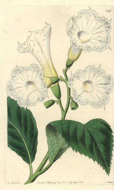 Büyük çiçek kordonu - büyük çiçekli kordonu, Cordia grandiflora. Sydenham Edwards