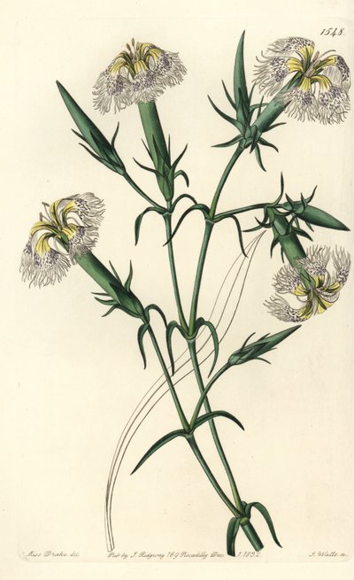 Lübnan karanfil (tehlikedeki türler) - Lübnan Pembesi, Dianthus libanotis. Nesli tükenmekte olan türler. Sydenham Edwards