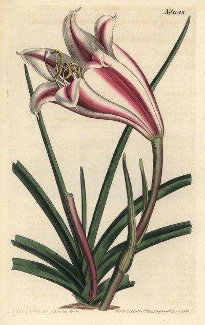 Zambak Variete - Cape sahil zambak, Crinum ornatum (Amaryllis ornata). William Curtis