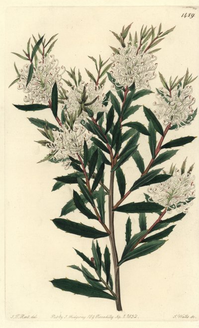 Linar yapraklı hakea, Hakea linearis. J.T.