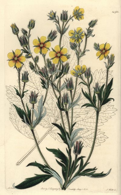 Uzun yapraklı cinquefolia variete - Potentilla longifolia (Viscid cinquefoil, Potentilla viscosa). Sydenham Edwards