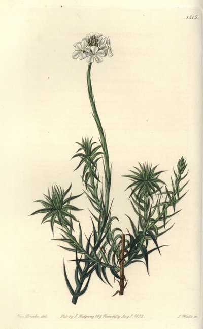 Uzun yapraklı sfenotom, Sphenotoma capitatum. Sydenham Edwards