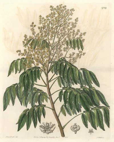 Longanier, aslen Çin