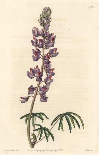 Dar yapraklı acı bakla - Botanical Register