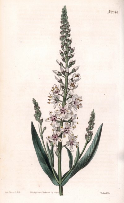 Lysimaque ephemer - Gümüş veya söğüt yapraklı gevşek, Lysimachia ephemerum. Samuel Curtis