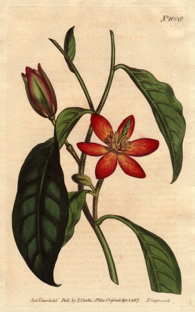 Manolya, Çin