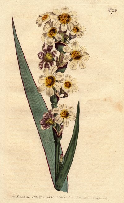Marica