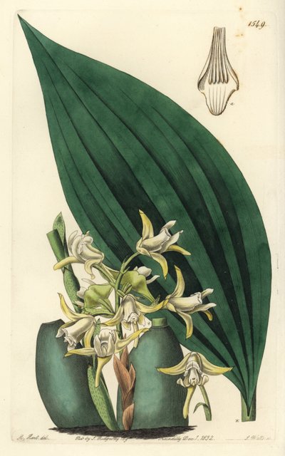 Maxillaria palmifolia orkide (Soluk sarı maxillaria, Maxillaria decolor). Sydenham Edwards