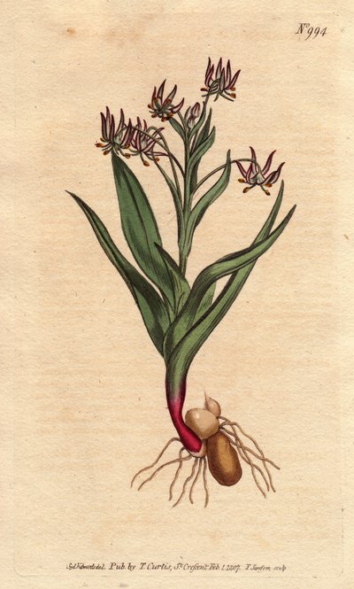Birçok küçük çiçek leylak, ampul ve kökleri ile melanthium dallanma. Birçok küçük leylak çiçeği, ampuller ve kök yapısı ile dallanan melanthium. Ornithoglossum viride (Melanthium viride) Botanik bir resimden elde boyanmış bakır levha oyma by Sydenham Teast Edwards