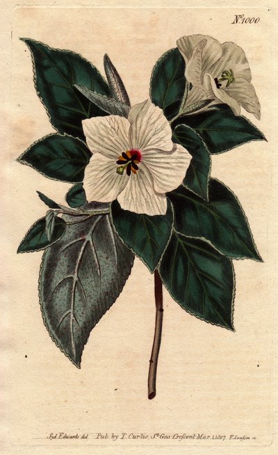 Beyaz çiçekli Melhania Saint Helena.St. Helena Beyaz çiçekli kırmızı ahşap. Melhania eritroksilon. William Curtis