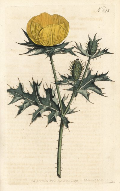 Meksika Argemonu - Meksika argemonu veya dikenli haşhaş, Argemone mexicana. Sydenham Edwards rom William Curtis