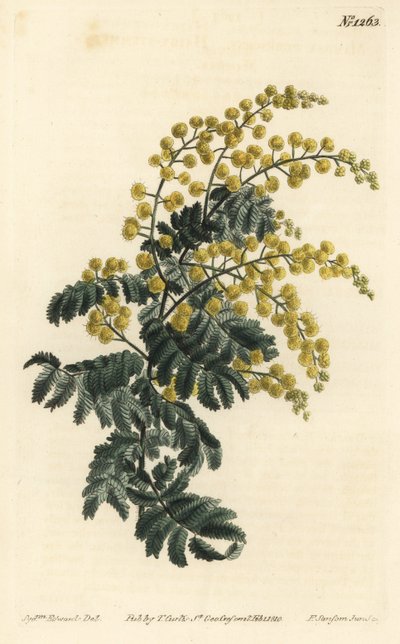 Mimoza - Tüylü wattle, Acacia pubescens, savunmasız (Kıllı saplı mimoza, Mimosa pubescens). William Curtis