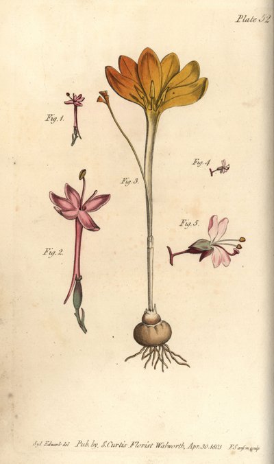 Monandria 1,2, altından kumaş, Crocus angustifolius (Triandria) 3 ve büyücünün itüzümü, Circaea alpina (Diandria) 4,5. Sydenham Edwards tarafından William Curtis
