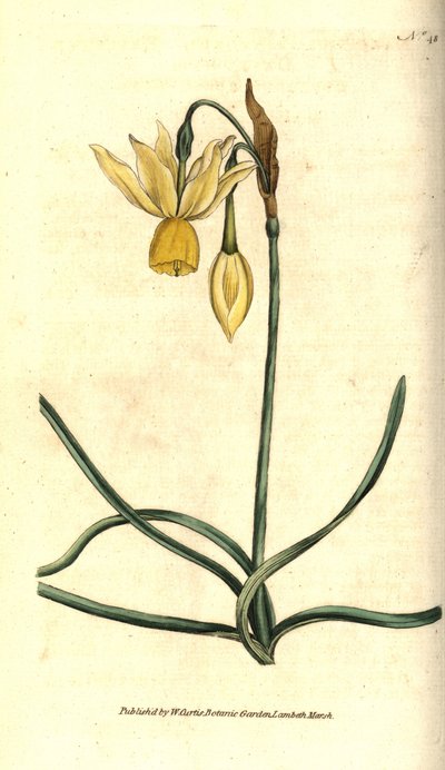 Nergis - Refleksli nergis, Narcissus triandrus. William Curtis