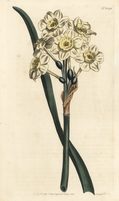 Nergis bir buket - Demet çiçekli nergis, Nergis tazetta (Soluk fincanlı beyaz bahçe nergisi; Narcissus orientalis) - William Curtis
