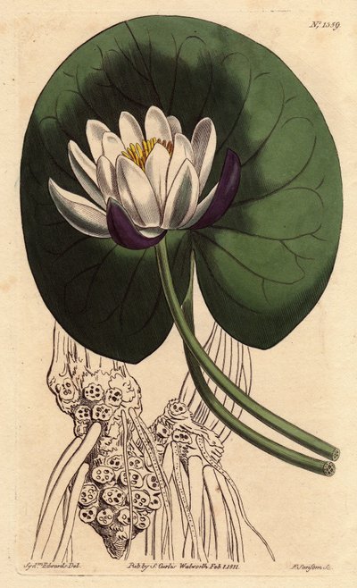 Nenuphar