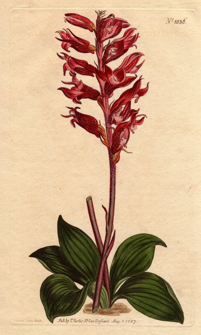 Jamaika