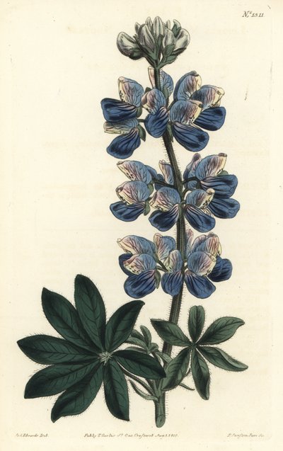 Nootka Lupin - Nootka-Ses acı bakla, Lupinus nootkatensis. William Curtis